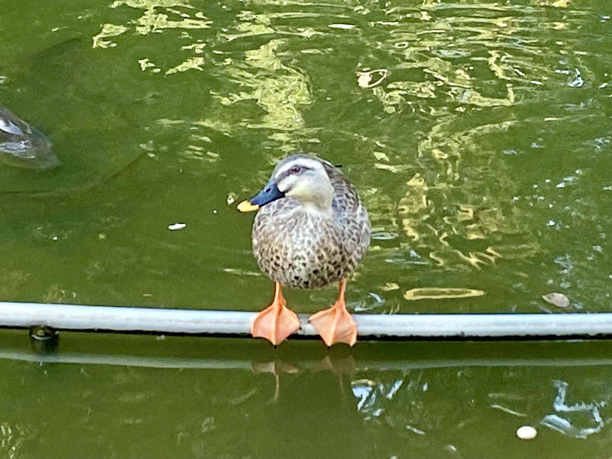 【遊具・生き物】の写真