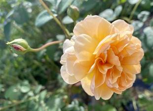 【花】ナチュラリスティックガーデンのバラ