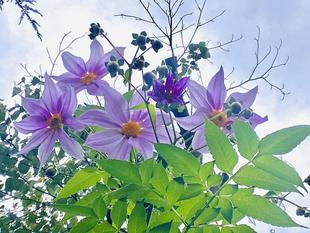 【花】皇帝ダリア