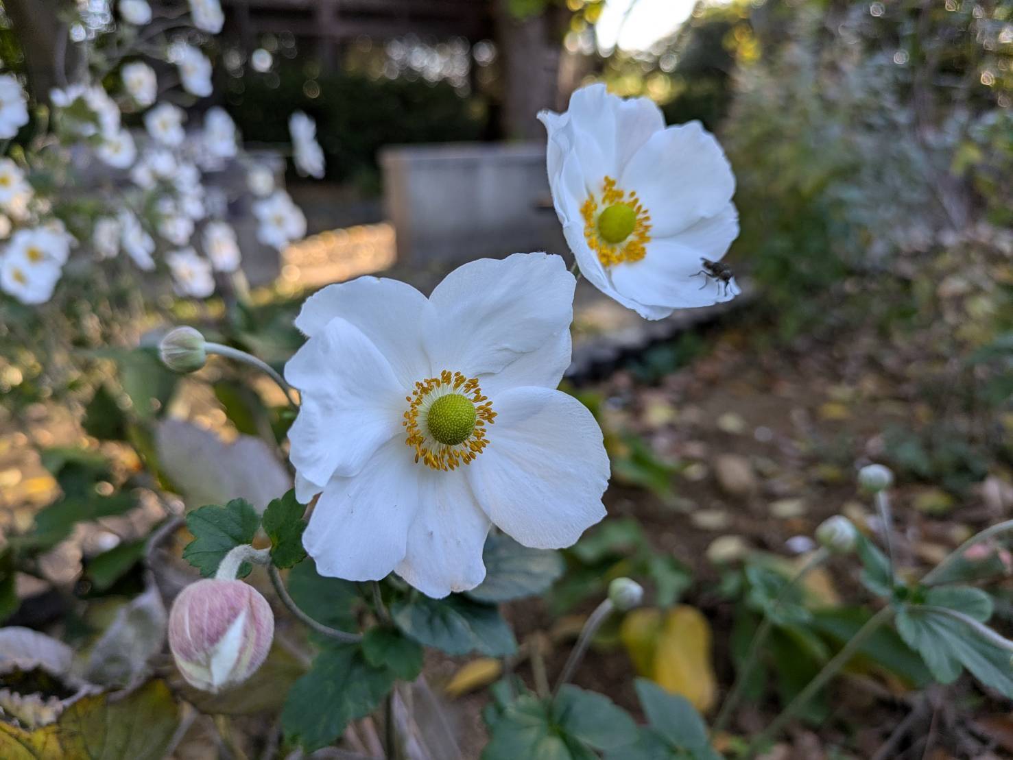 【花】園内のお花の紹介ですの写真