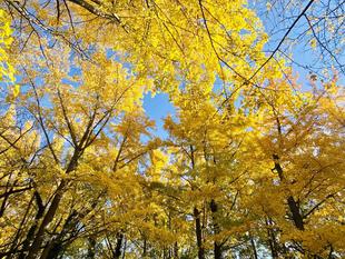 【動物・風景】