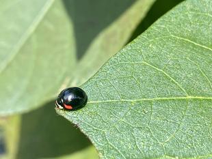 【虫・植物】ナチュラリスティックガーデン