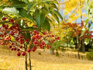 【動物・風景】