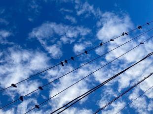 【子どもたち・鳥】