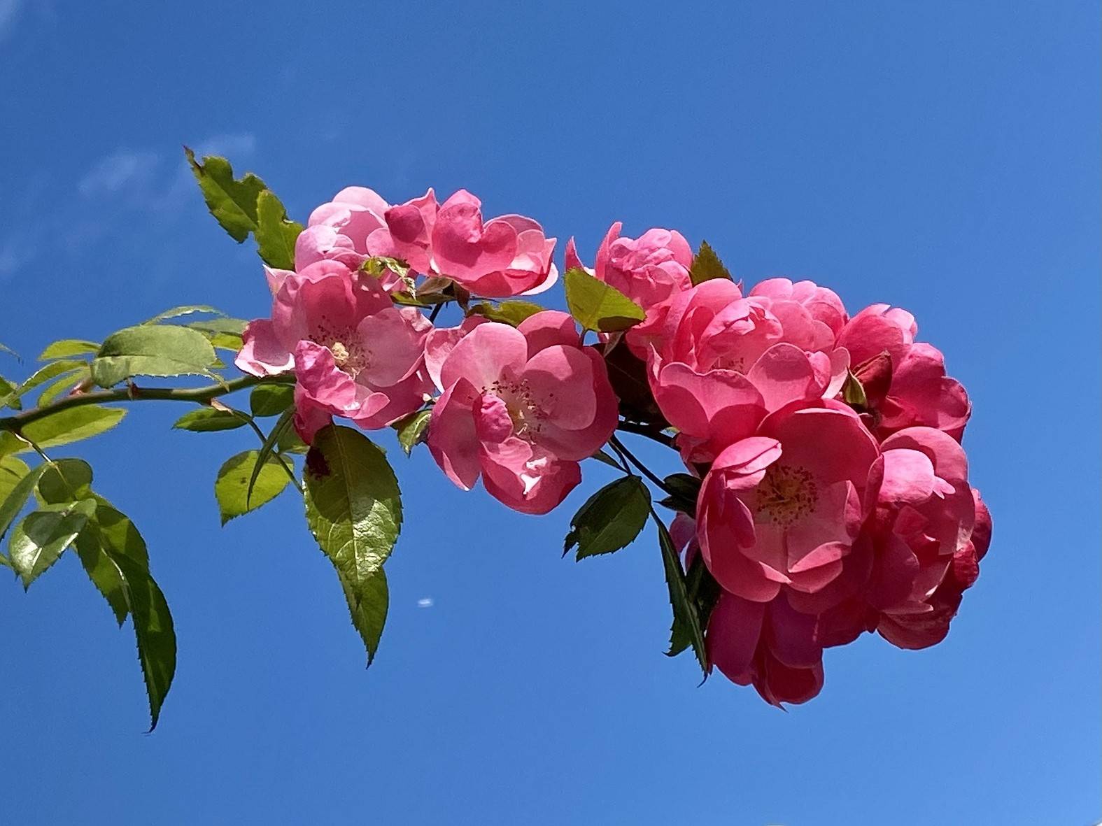 【作品・門松🎍お正月飾り】の写真
