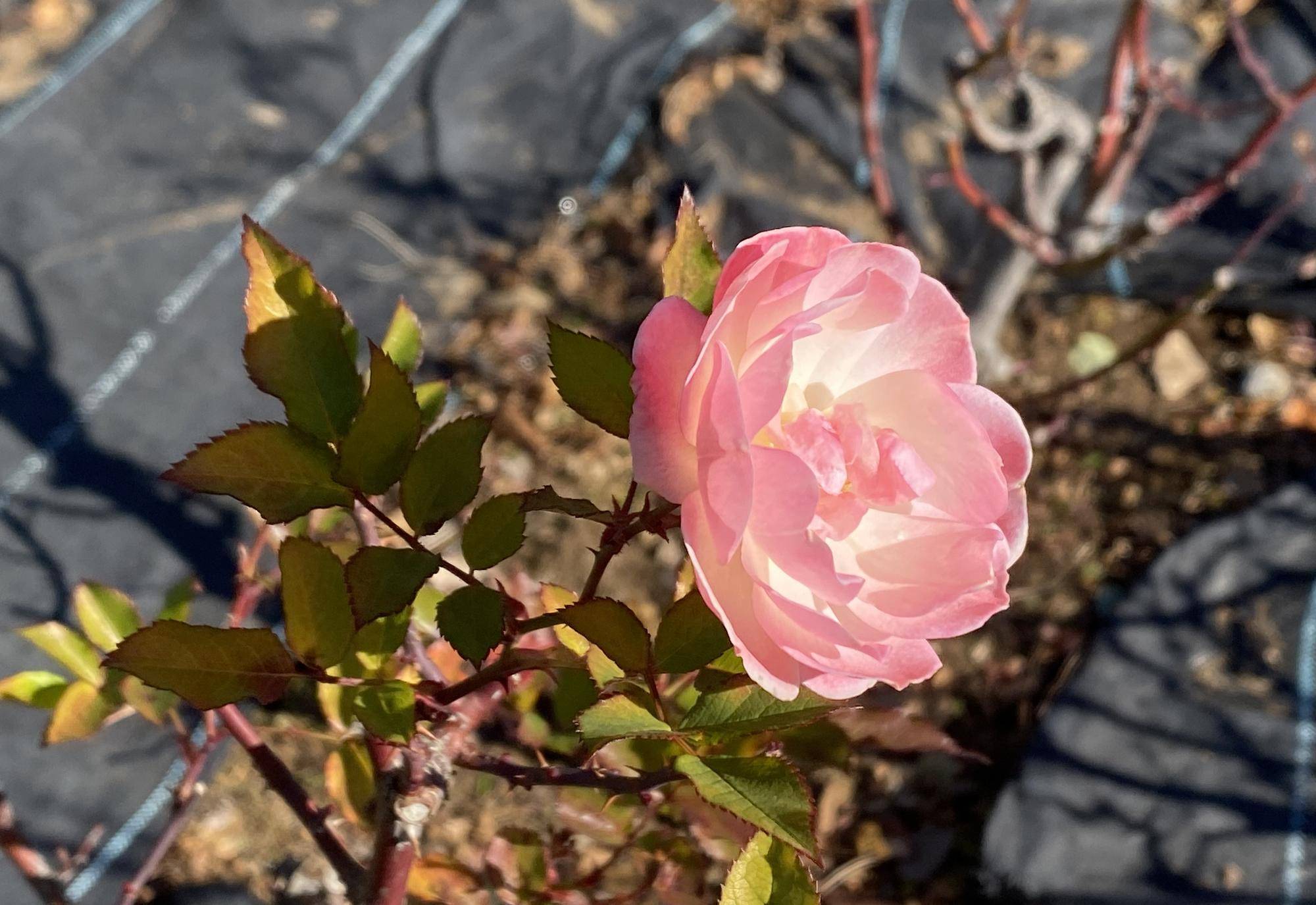 【ナチュラリスティックガーデン・花】の写真