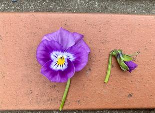 【ビオラの花がら摘み】