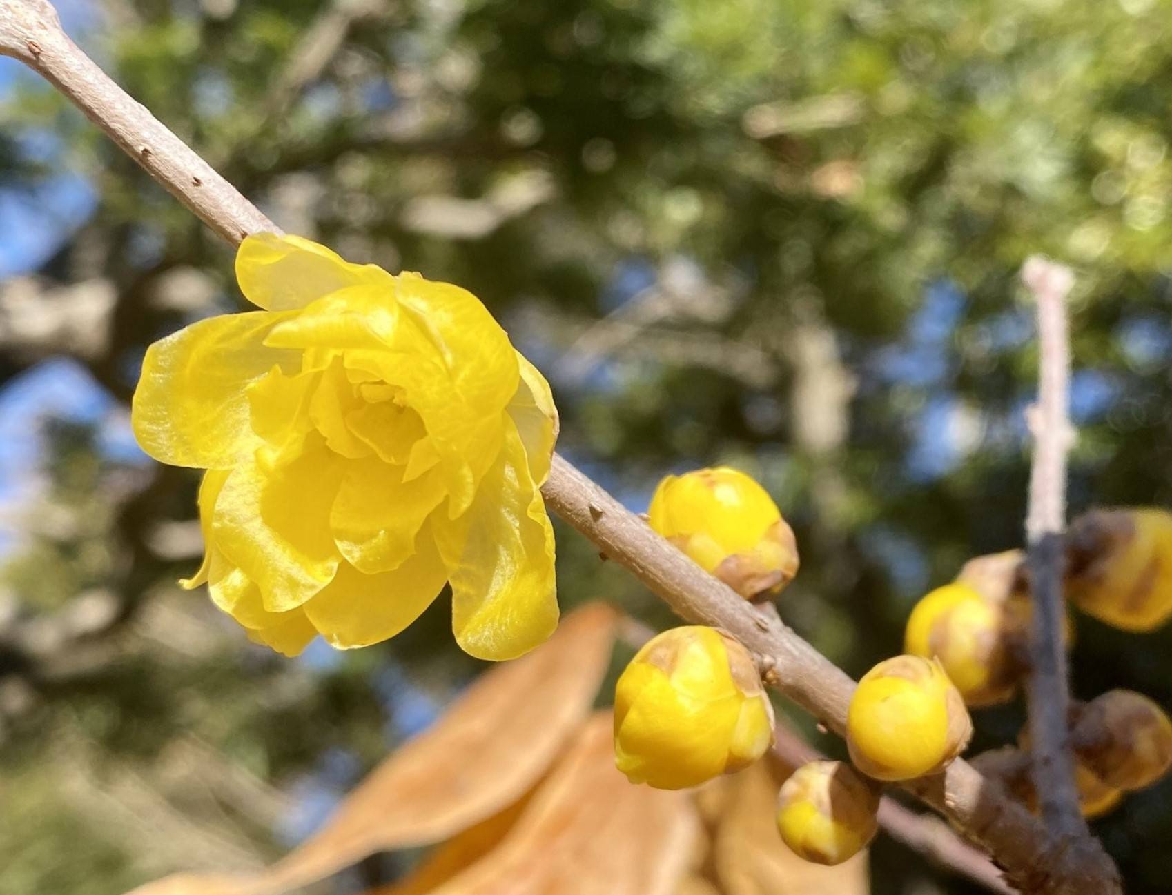 【花】黄色い花の写真