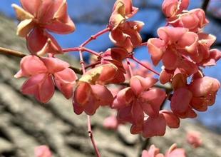 【植物】マユミ・バラ