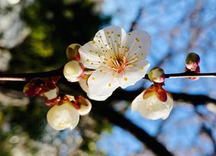 【植物】もうすぐ春