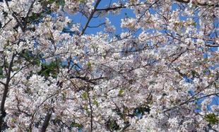 【2025桜開花情報】を3月上旬からお届けします