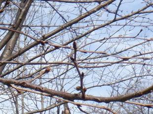 【桜開花情報2025.3.18】