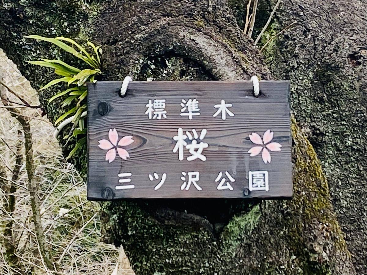 桜開花情報2025.3.6】【梅】|桜開花｜ブログ|三ツ沢公園公式サイト