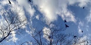 【四ツ目垣・鳥】