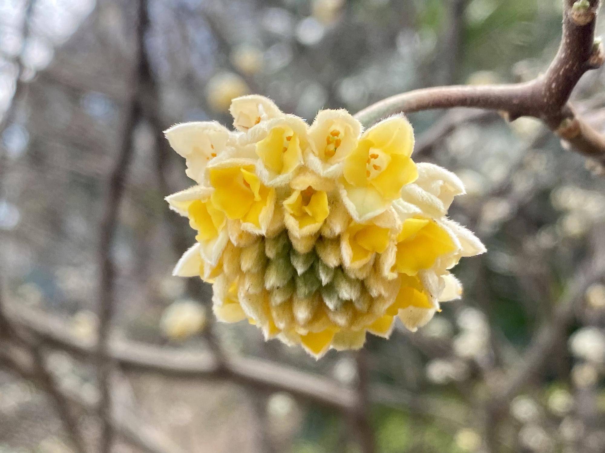 【花・鳥】の写真