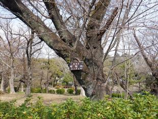 【桜開花情報2025.3.25】