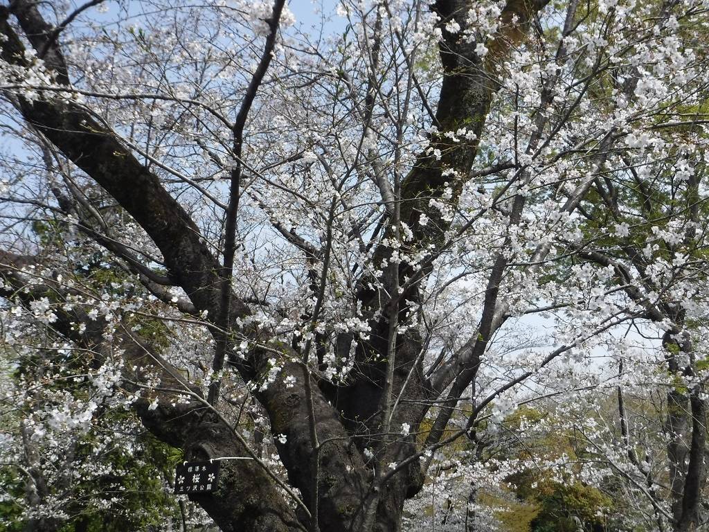 【桜開花情報2025.3.30】の写真