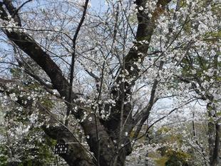 【桜開花情報2025.3.30】