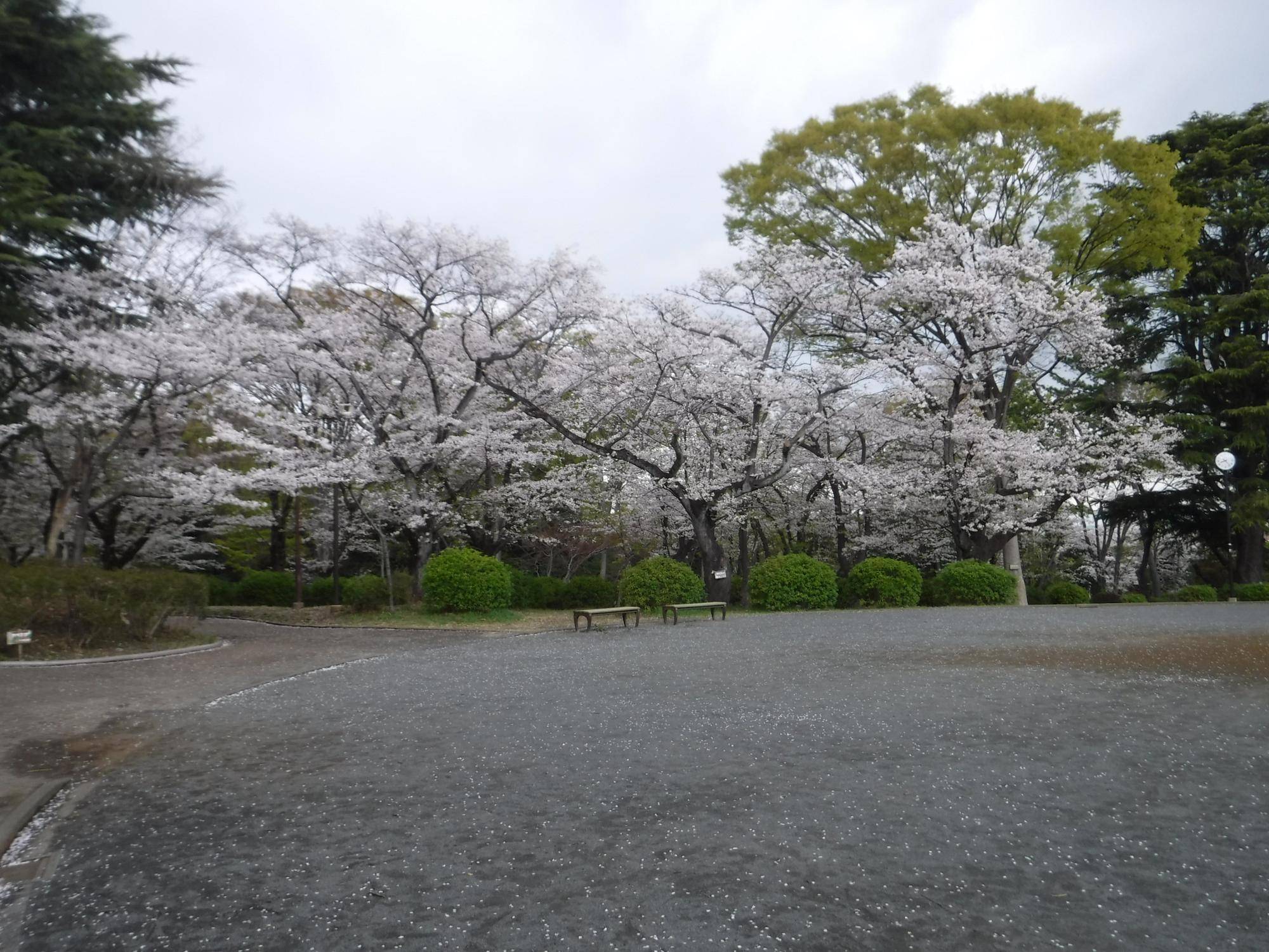 【桜開花情報2025.4.7】の写真