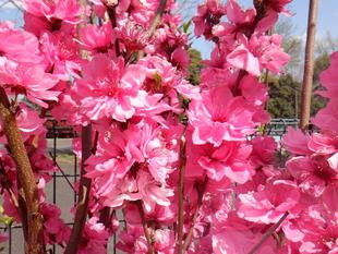 三ツ沢さんぽ 春のわんぱく広場編