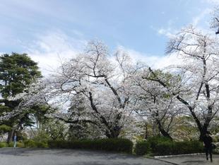 【桜開花情報2025.4.6】