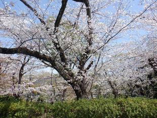 【桜開花情報2025.4.4】