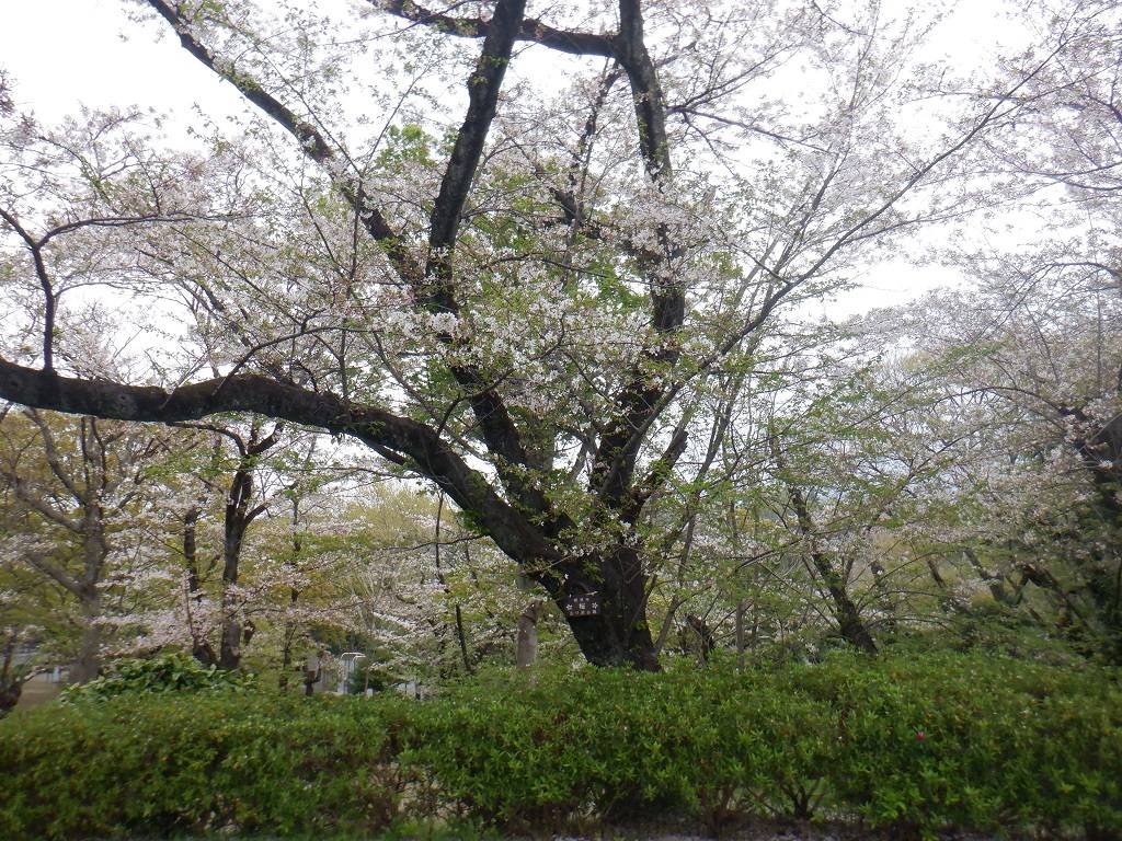 桜開花情報【2025.04.10】の写真
