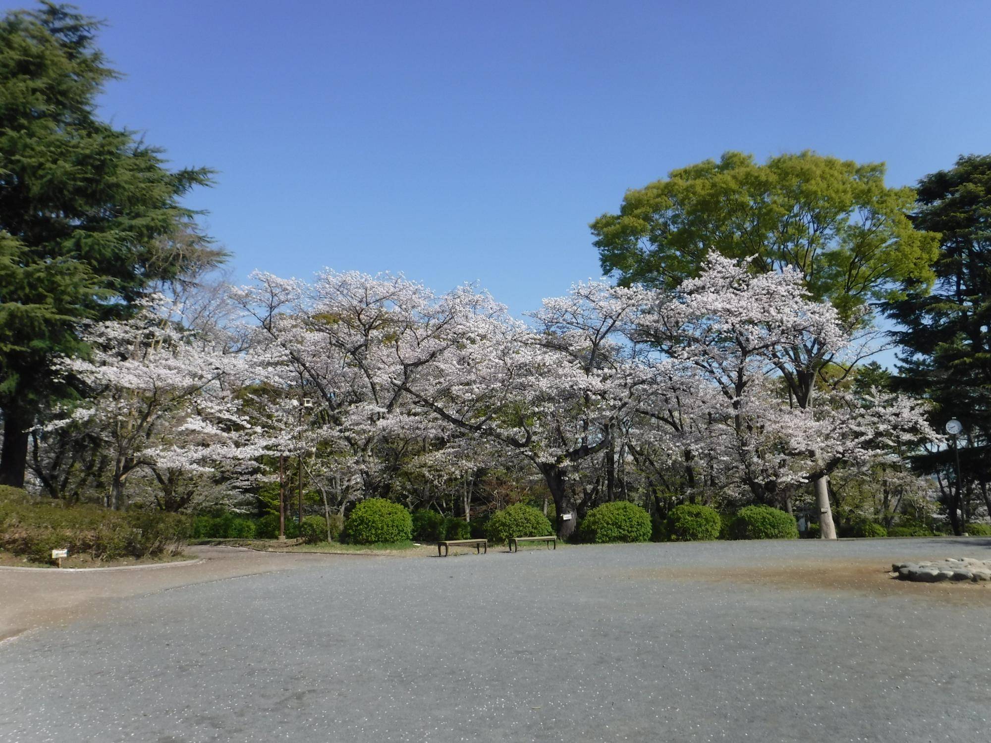 【桜開花情報2025.04.09】の写真