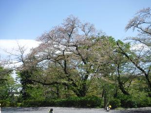 【桜開花情報2025.04.14】