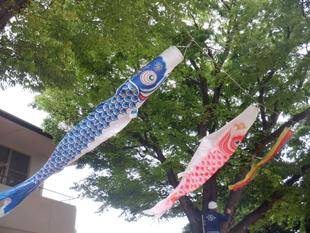 こいのぼり、はじめました