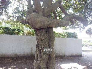 ストレッチするマテバシイ