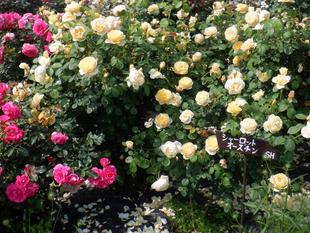 三ツ沢さんぽ　ナチュラリスティックガーデン編