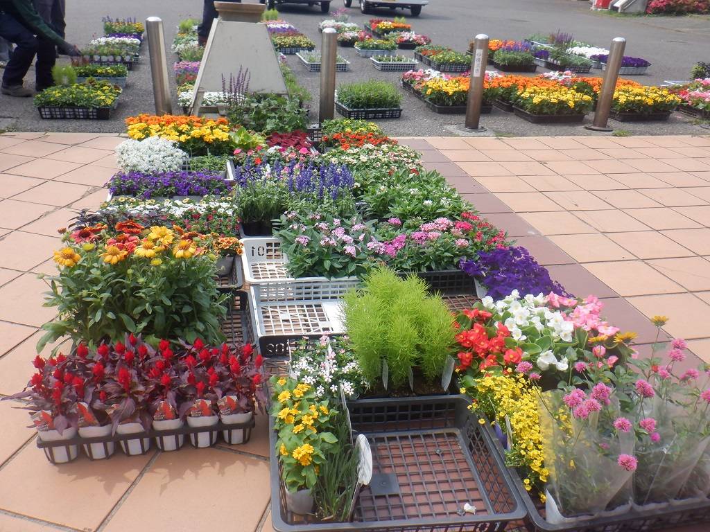 夏の花壇の花苗到着!の写真