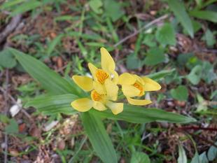 ハチトラップとキンラン、ギンラン
