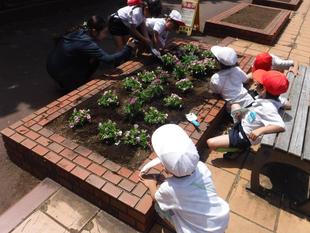 三ツ沢幼稚園園児さんの夏苗植え