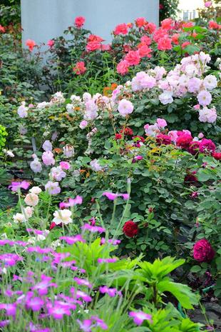 美しいお写真のご紹介