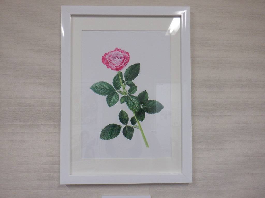 ボタニカルアートの展示の写真