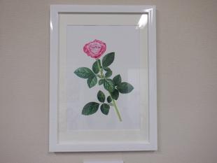 ボタニカルアートの展示