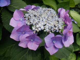 三ツ沢さんぽ　アジサイが見ごろ編