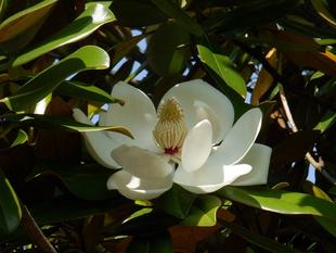 タイサンボク　背が高いのよ