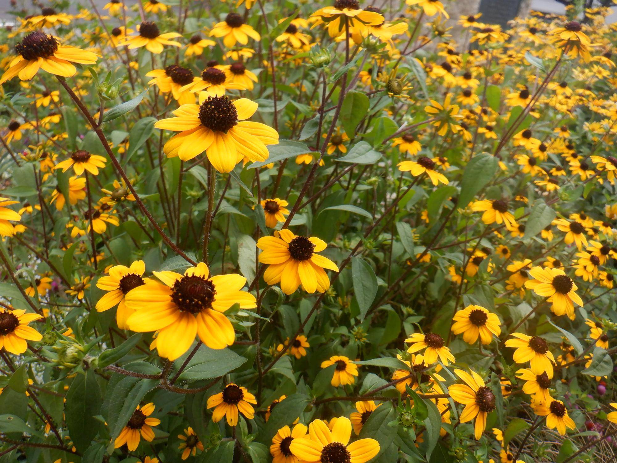夏の花壇、秋の準備の写真