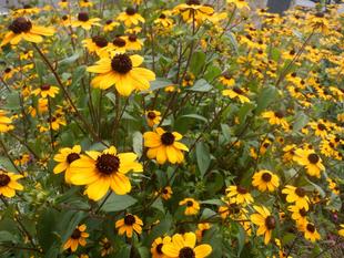 夏の花壇、秋の準備