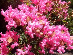 夏到来 サルスベリ