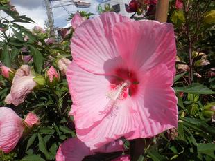 タイタンビカスが満開です