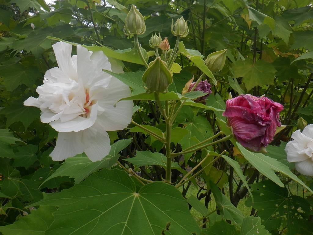 酔ったよう、スイフヨウの写真