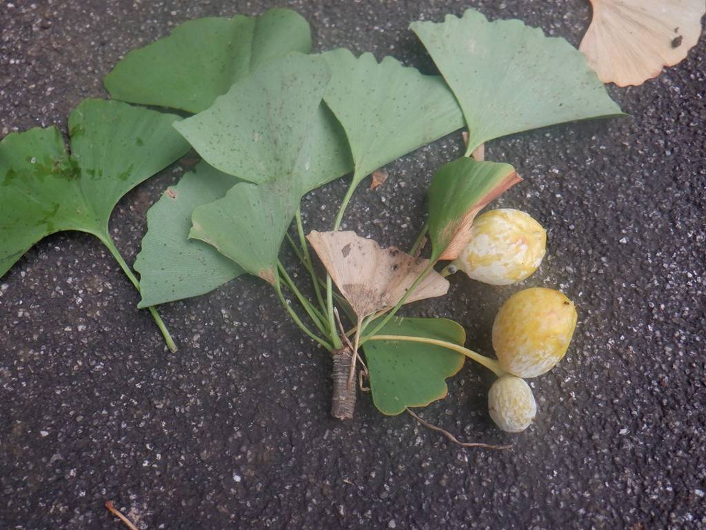実のいろいろ イチョウにご注意!の写真