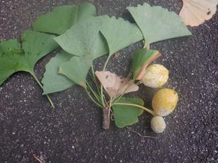 実のいろいろ イチョウにご注意!