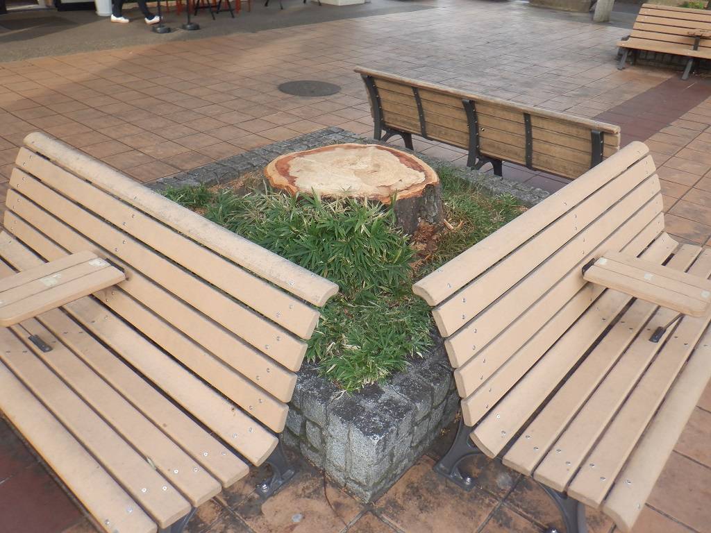 ケヤキの伐採のご報告の写真