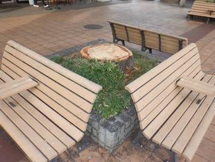 ケヤキの伐採のご報告