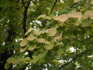 カツラ ふんわりいい香り